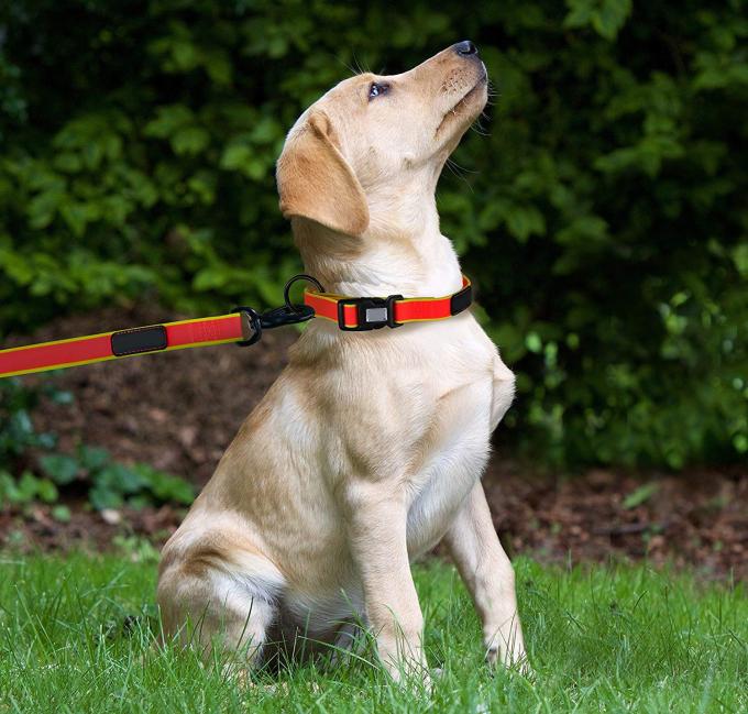 4ft Orange Waterproof Dog Leash , No Pull Unchewable Dog Leash For
