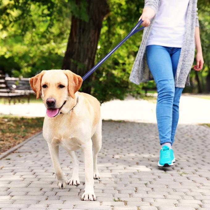 Ultra Light Design Waterproof Dog Leash Easy Cleaning 4 Feet Long 1