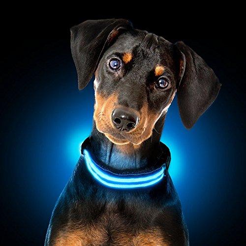 LED Illuminated Illuminated Dog Collar Various Colors Long Working Hours