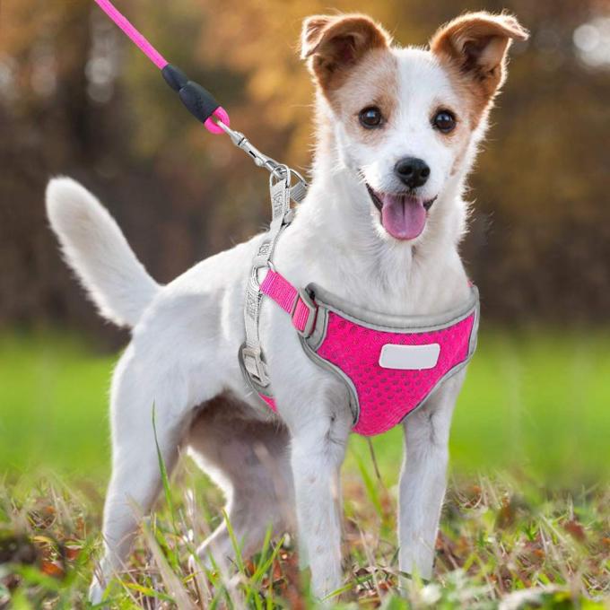 Rustless Sturdy Small Dog Harness And Leash Set Breathable Soft Air Mesh Vest
