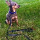 Wide Nylon Reflective Dog Leash Soft Padded Customized Brand Logo Available
