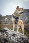 Lightweight Breathable Design Nylon Dog Harness