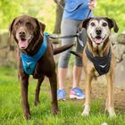 Padded Nylon Dog Harness , Strong Dog Training Harness No Pull Adjustable Size