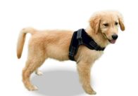 Soft Breathable Dog Mesh Vest Harness For Puppies Small Medium Large Dogs