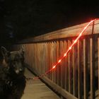 Super Bright Illuminated Dog Leash Runs Over 7 Hours For Dogs Walking Training
