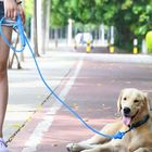 0.8*150cm PVC LED Dog Leash , Anti Lost Flat Dog Leash For Dogs Safety