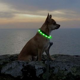 Silicone Cuttable Nite Glow Dog Collar USB Rechargeable For Small Medium Large Dogs