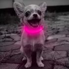 Energy Saving Glow In The Dark Puppy Collars USB Rechargeable Environmental Friendly