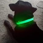 USB Rechargeable Light Up Dog Collar , LED Flashing Dog Collar Night Visible Safe