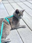 Hand Made Fabric Cat Harness Collar With Leash Set Fashion Design Easy To Wash