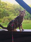 Cat Harness Collar with Leash Set - Fashion Design with  Hand-made Fabric