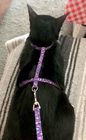 Cat Harness Collar with Leash Set - Fashion Design with durable fastener and quick release buckle