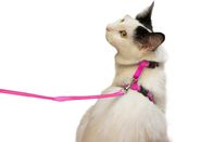 Small Pet Cat Harness Collar , Adjustable Nylon Cat Collar Easy To Wear