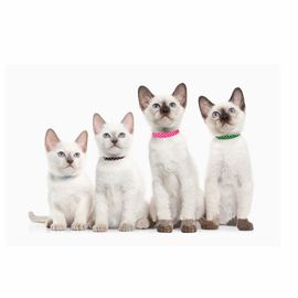 6 PCS Spots Breakaway Cat Collar With Bell , Adjustable Cat Collar Fit Kitty Puppy