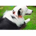 Anti Rust Waterproof Dog Collars , Odor Resistant Dog Collars With Reflective Stripe