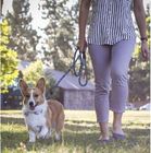 Heavy Duty Nylon Dog Leash Reflective Comfortable Padded Handle Adjustable Loop